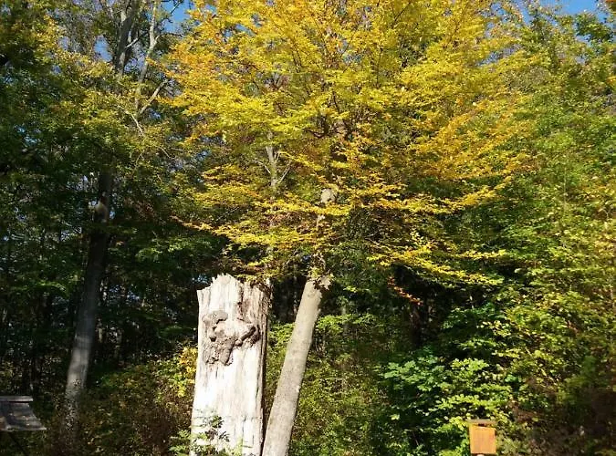 Erholung Am Hainich Bischofroda